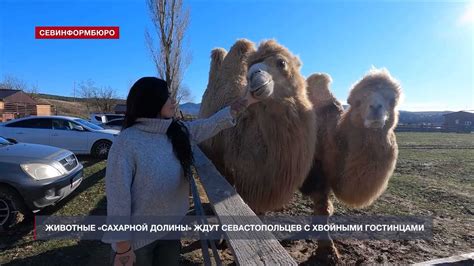 Защекотало в головке секс рассказы